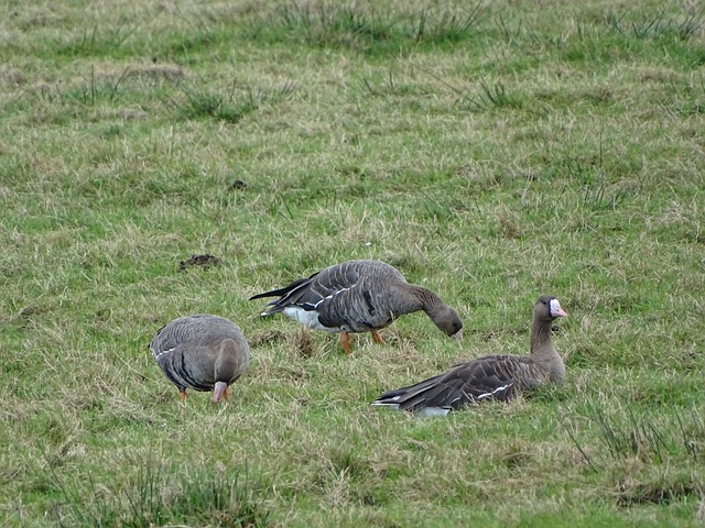 迅速成为了 迅速成为了